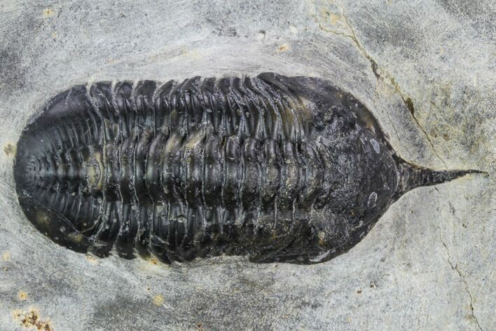 Bargain, Morocconites Trilobite Fossil - Morocco #127477